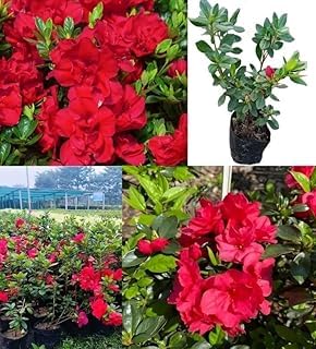 Azalea Flower Live Plant Rear Colour Variety | Organic Blooming Shrub with Bright Flowers | Perfect for Garden Borders, Pots, Lawns, Walkways & Home Landscaping (Red)