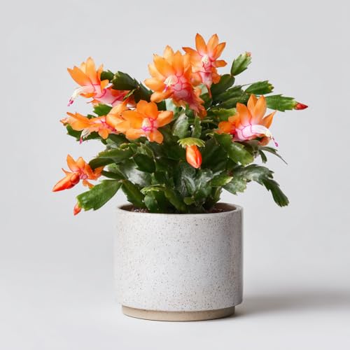 Orange Christmas Cactus Plant - schlumbergera Evergreen Perennial pet Safe houseplant in 12cm Pot