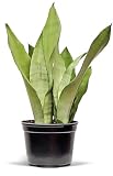 Live Snake Plant, Sansevieria Moonshine, Indoor Potted Plant, Housewarming Gift, Fully Rooted Houseplant, Office Gift, Birthday Gift, Plant Mom Dad Gift, Thank You Gift in 6" Pot