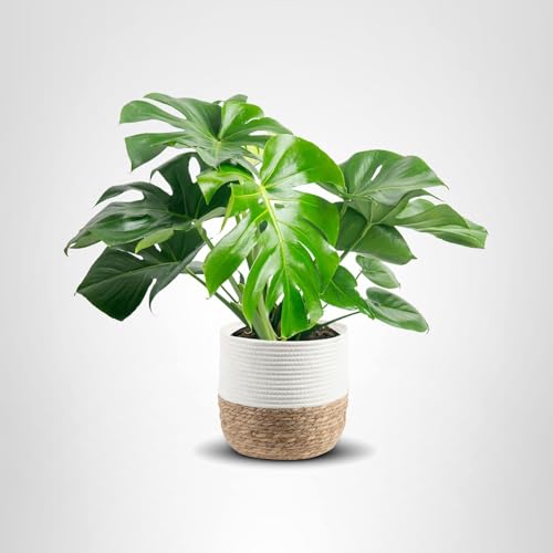 Costa Farms Monstera, Swiss Cheese Live Plant in Decorative Pot, Large Indoor Houseplant, Perfect for Home, Room, or Office Decor, Great House Warming or Birthday Gift, 2-3 Feet Tall Costa Farms Monstera, Swiss Cheese Live Plant in Decorative Pot, Large Indoor Houseplant, Perfect for Home, Room, or Office Decor, Great House Warming or Birthday Gift, 2-3 Feet Tall
