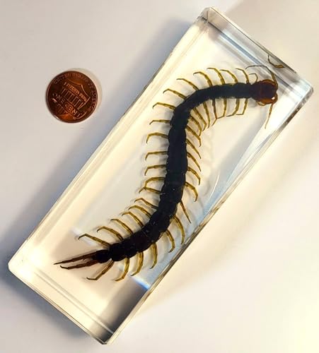 Image of 4.3 inch Real Large Black Centipede in Crystal Clear Lucite Resin Paperweight Specimen Preserved Anthropopods Animal Insect Taxidermy Collection for Biology Science Education & Desk Ornament Display