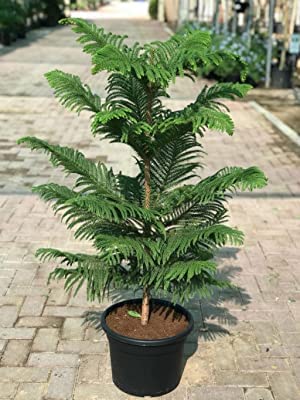 green christmas tree plant (B0C695FRMW) Amazon Price History, Amazon Price Tracker