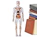 Human Anatomy Model - Glow in Dark Organs Biology | Anatomy Doll for Kids - for Age 8+ Boys Girls Lab Study Halloween Biology Physiology Student Doctor Learning Experiments Classroom