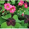 Complete Spring Flower Bulb Garden - 10 Bulbs Tulip/Crocus/Ranunculus Bulbs Continuous Blooms (Spring Color from March Through June) - Large Size Jumbo Bulbs (Iron Cross Oxalis Bulbs)