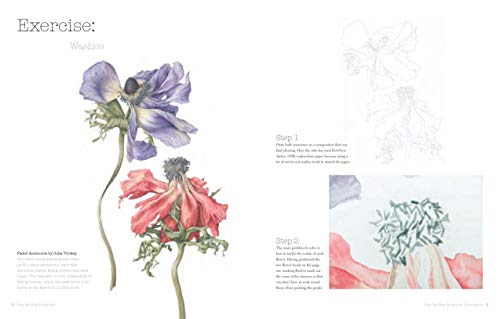 Botanical Illustration for Beginners: A Step-By-Step Guide