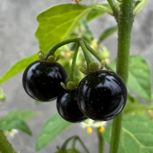 semillas de solanáceas, semillas de huerta jardín Balcón con jardín balcón cocina resistentes para el comprar 500pcs