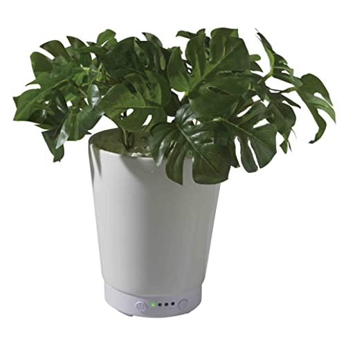 LITHON C\ O[A}~Xg Xe GREEN AROMA MIST MONSTERA KSHU-01WS lHϗtA fBt[U[ A}~Xg A}fBt[U[