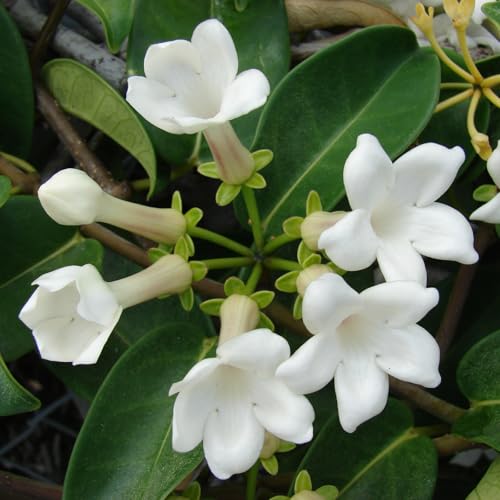 Stephanotis floribunda on a Hoop - Madagascar Jasmine in 12cm Pot - 40cm in Height - Fragrant Star Shaped Flowers
