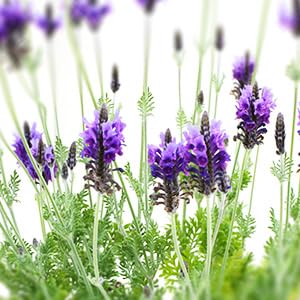 a☆香る☆人気の【四季咲き】レースラベンダー☆お花も可愛い☆ Amazon.co.jp: ラベンダー 苗 レースラベンダー 香る 四季咲き性 2個