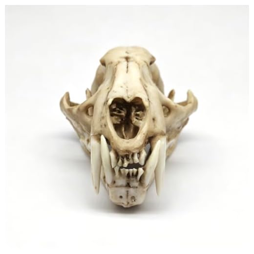 Synthetic Clouded Leopard Skull Replica