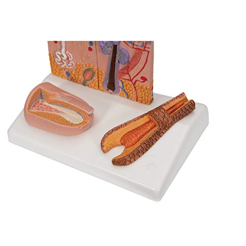 3B Scientific Menschliche Anatomie - Nierenschnitt, Nephron, Blutgefäße und Nierenkörperchen + kostenlose Anatomie App - 3B Smart Anatomy