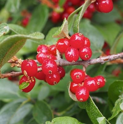 Etechondra 648567 Shepherdia Fruchtsamen Rot 100 Stück