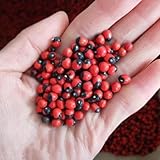 30 piezas Semillas de guisante paternoster Plantar hierbas, plantas resistentes para el jardín. Abrus precatorius Hierbas en una maceta de bonsái regalo de semillas de flores, planta