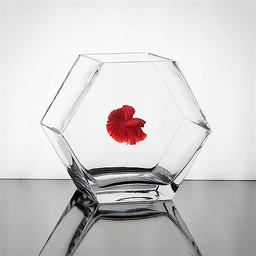 Aquarium hexagonal transparent pour petit espace sans encombrement