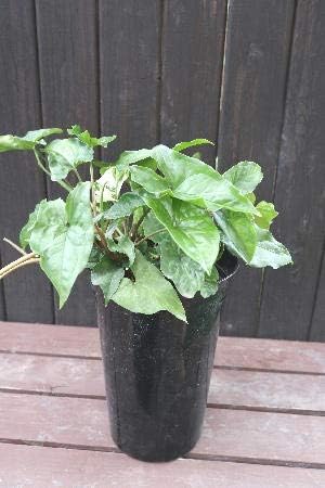 Amazon Co Jp 観葉植物 つる性 シンゴニウム ６号プラ鉢 ホーム キッチン