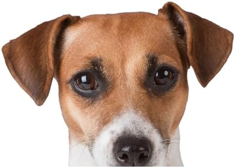 3D Jack Russell Terrier Hund Autoaufkleber, Reflektierend Wasserfest PVC Sticker für Auto, Laptop, Kühlschrank, Möbel ((18cm/7.09inch))