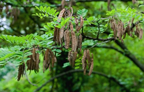 75 Flowering Black Locust Tree Seeds for Planting - Robinia