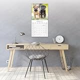 Avonside Shar Pei 2027 Kalendarz z Naklejkami Organizacyjnymi, 16-Miesięczny Kwadratowy Kalendarz Ścienny (wrz 2026 - gru 2027), Planer dla Miłośników Psów, 29,5 x 29,5 cm