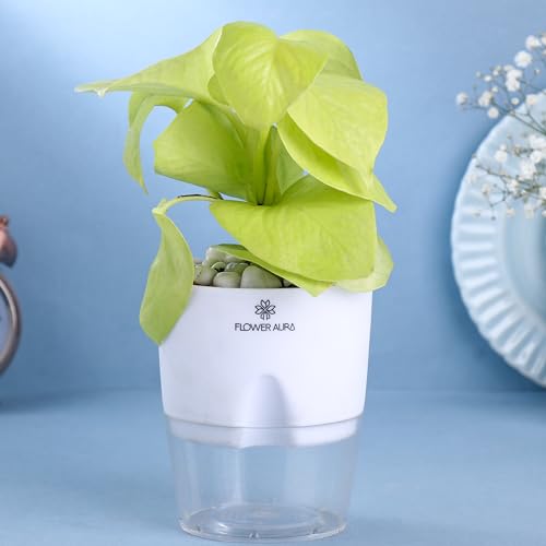Image of FlowerAura Air Purify Live Indoor Lucky Golden Money Plant In White Self Watering Pot For Living Room, Balcony, Home /Office Decor | Premium Gifting | Improving Air Quality | Reducing Stress