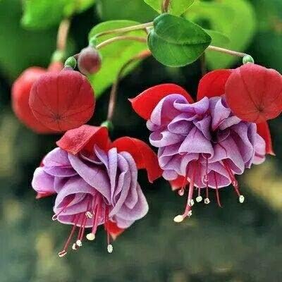 50個 袋種子ランタン花フクシアaの種多年生屋内開花花diyの家の庭の種子のing 7 果物 Amazon