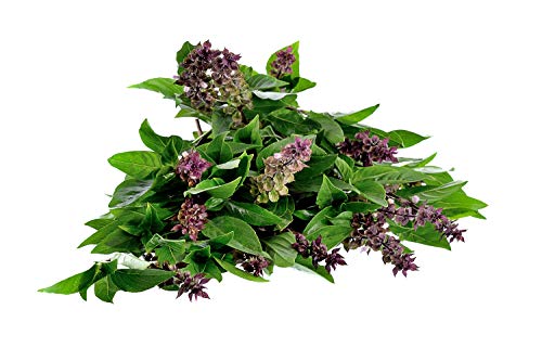 Foto von SAFLAX - BIO - Basilikum Thai - 250 Samen - Mit keimfreiem Anzuchtsubstrat - Ocimum basilicum