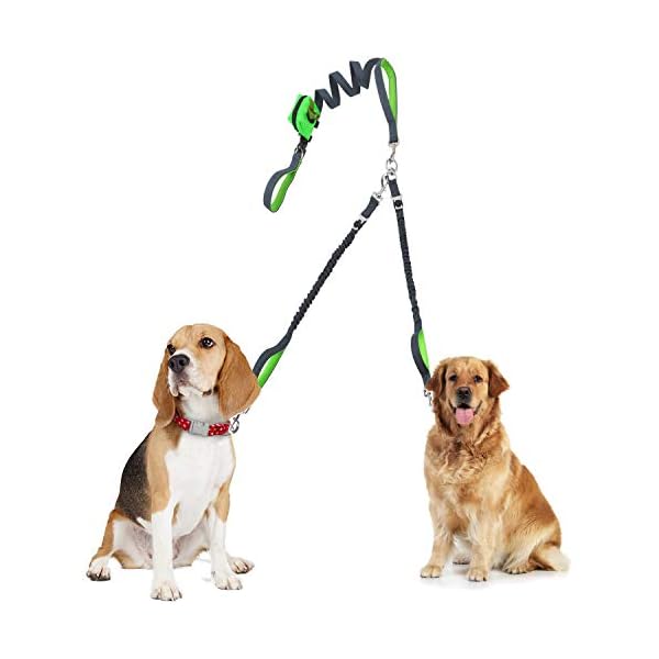 double leash training