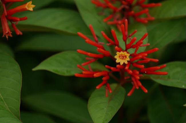 Mexican Firebush Live Plants (5-9') - Pack of 2 (Two) - Hamelia Patens Hummingbird Bush - Firecracker Shrub - Non-Stop Orange Blooms - Heat Tolerant Perennial Shrub - Fast Growing Pollinator Magnet