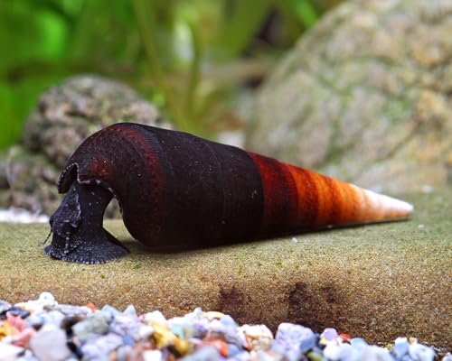 NatureHolic Cappuccinoschnecke Faunus ater 3 Stück - Aquarium Schnecken lebend - große Aquarium Algenfresser Schnecke - ab 54l Beckengröße - Natürliche Aquarien Reinigung