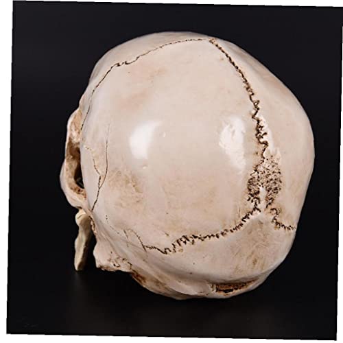 Crâne de collection en résine médicale, artisanat haut de gamme - 5