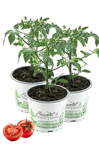 3er Set Tomatenpflanze Harzfeuer F1
