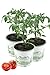 Produktbild 3er Set Tomatenpflanze Harzfeuer F1, Tomaten Pflanzen, Pflanze, Frische Gemüsepflanzen