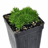 Arenaria ‘Wallowa Mountains’, Mossy Sandwort, Desert Moss, Ground Cover, Cnt Sz: 3"