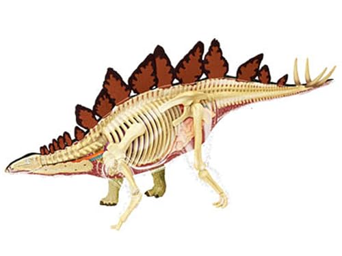 Modèle anatomique stégosaure 4D AMITD avec 39 pièces détachables pour puzzle éducatif