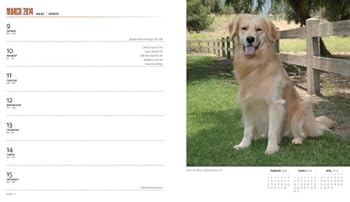 Calendar Golden Retrievers 2014 Calendar Book