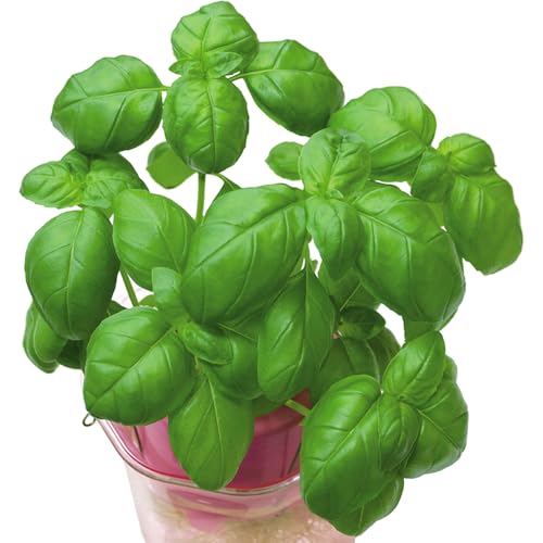 実生野菜苗 コンパニオンプランツ バジル（スイートバジル） <strong>2株</strong> / 国華園 26年春商品