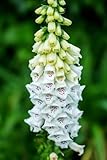 Digitalis Purpurea Alba, Weißer Fingerhut -attraktiven schneeweiß