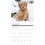 Willow Creek Press, Just Goldendoodles 2027 kalendarz ścienny