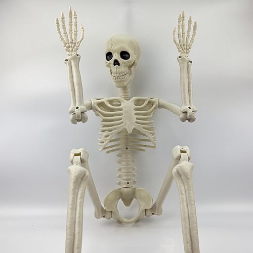 Fiorky Halloween Wiszący szkielet całego ciała z ruchomymi przeami 16/24 cali Dekoracja szkieletu całego ciała Upiorny motyw festiwalowy Cmentarz Wystrój nawiedzonego domu (40 cm 4 szt.)