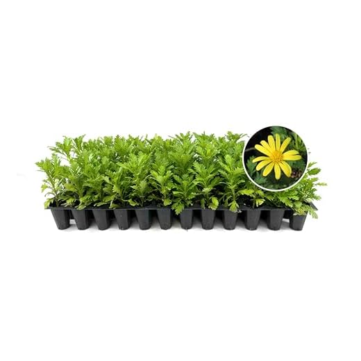Daisy African Plants Seedlings