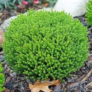 [x1] Hebe Green Globe Plants | Emarald Green Shrubs | Evergreen Garden Ready Shrubs | 2ltr Pot