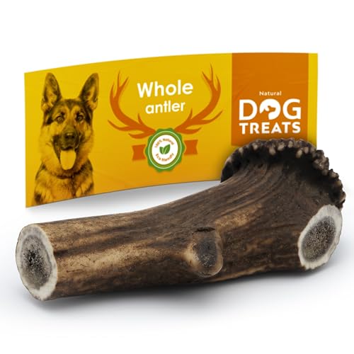 Natural Dog Treats – Cani Antler dei cervi – Naturale corna di cervo per cani – Ossa da masticare – Bastoni da masticare per cani – Giocattolo da masticare e cura dei denti – Giocattolo per cani –