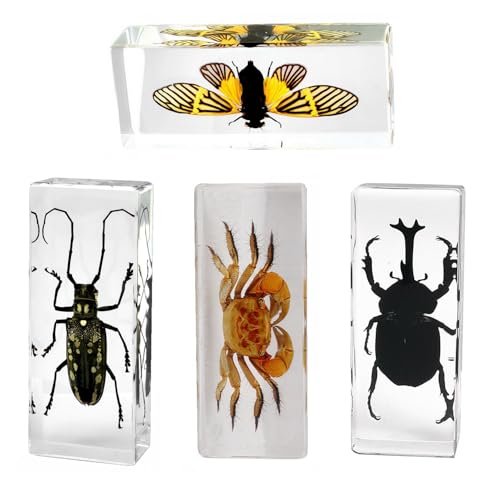 Image of Taxidermy Beetles Cicada Crab, Preserved Insects, Large Size Real Bugs Specimen in Resin for Closer-Look & Study, Science Classroom Specimens for Teaching Home Display Decor (4.3x1.7x1.1-inch)