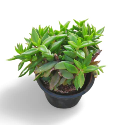 Creative Farmer Succulent Plant Lenophyllum Latum Indoor Good (Healthy Live Plant) (B09K522CM8) Amazon Price History, Amazon Price Tracker