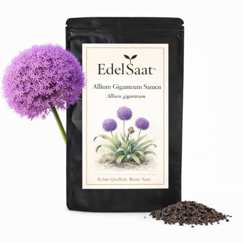 Allium giganteum Samen Riesen-Zierlauch mit violetten Kugelblüten | Zierlauch-Samen für Garten & Beet | winterharte bienenfreundliche | Zierpflanze & Gartenpflanze