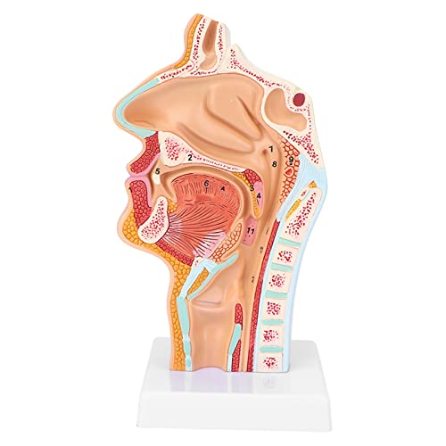 Life Size Nasal Oral Cavity Throat 1:1 Human Nasopharynx Laryngopharyngeal Nasal Cavity, Oral Cavity, Pharynx, Larynx, Anatomical Model, Human Nasal Oral Cavity Throat Anatomical