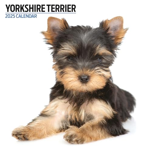 Yorkshire Terrier 2025 Modern Calendar, Various