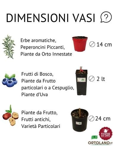 P. Piantine da Orto | Peperoncino Habanero Rosso, Pianta in Vaso Diametro 14 cm, Pianta Pronta per il Trapianto, Pianta Vera, Frutta da Mangiare, Vivaio Italiano