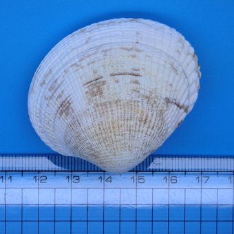 【貝殻パーツ】オニアサリ 【貝殻パーツ】オニアサリ