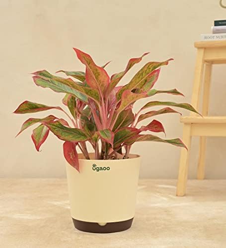 Ugaoo Indoor Plants for Home with Pot - Money Plant N Joy, Syngonium ...