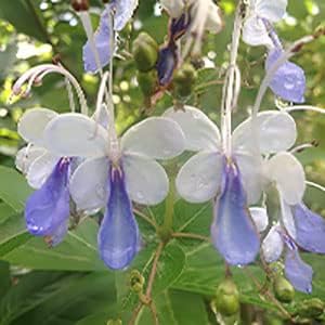Miniatura 5 de Blue Butterfly Bush  Clerodendrum myricoides 'Ugandense'  Planta tropical viva  Flor de forma inusual  Emerald Goddess Gardens  Starter Sz maceta de